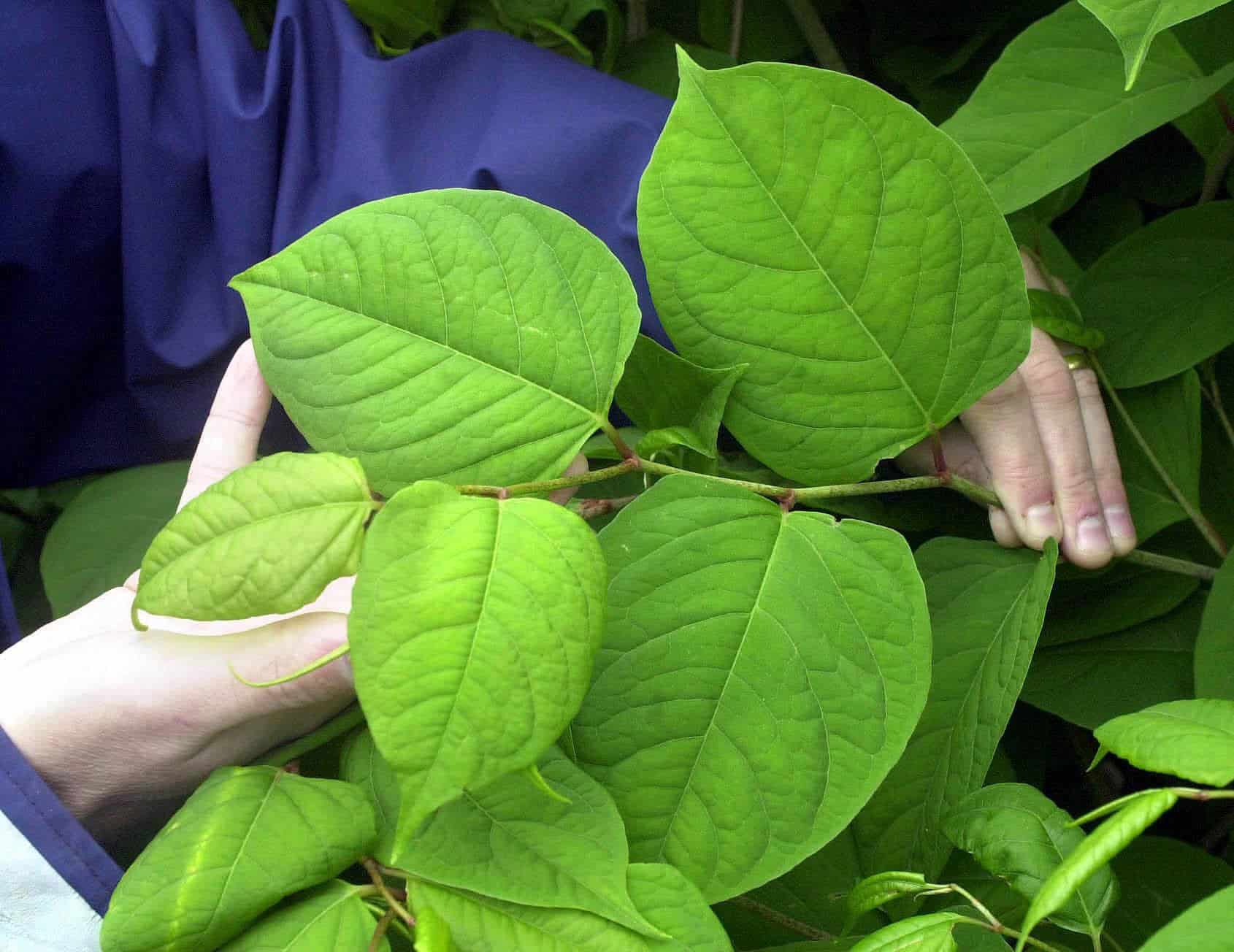 Is Japanese Knotweed Safe To Eat