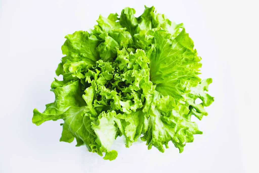 Does Lettuce Have To Be Refrigerated?