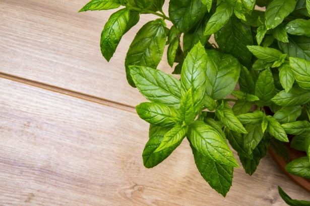 Mint Vs. Peppermint