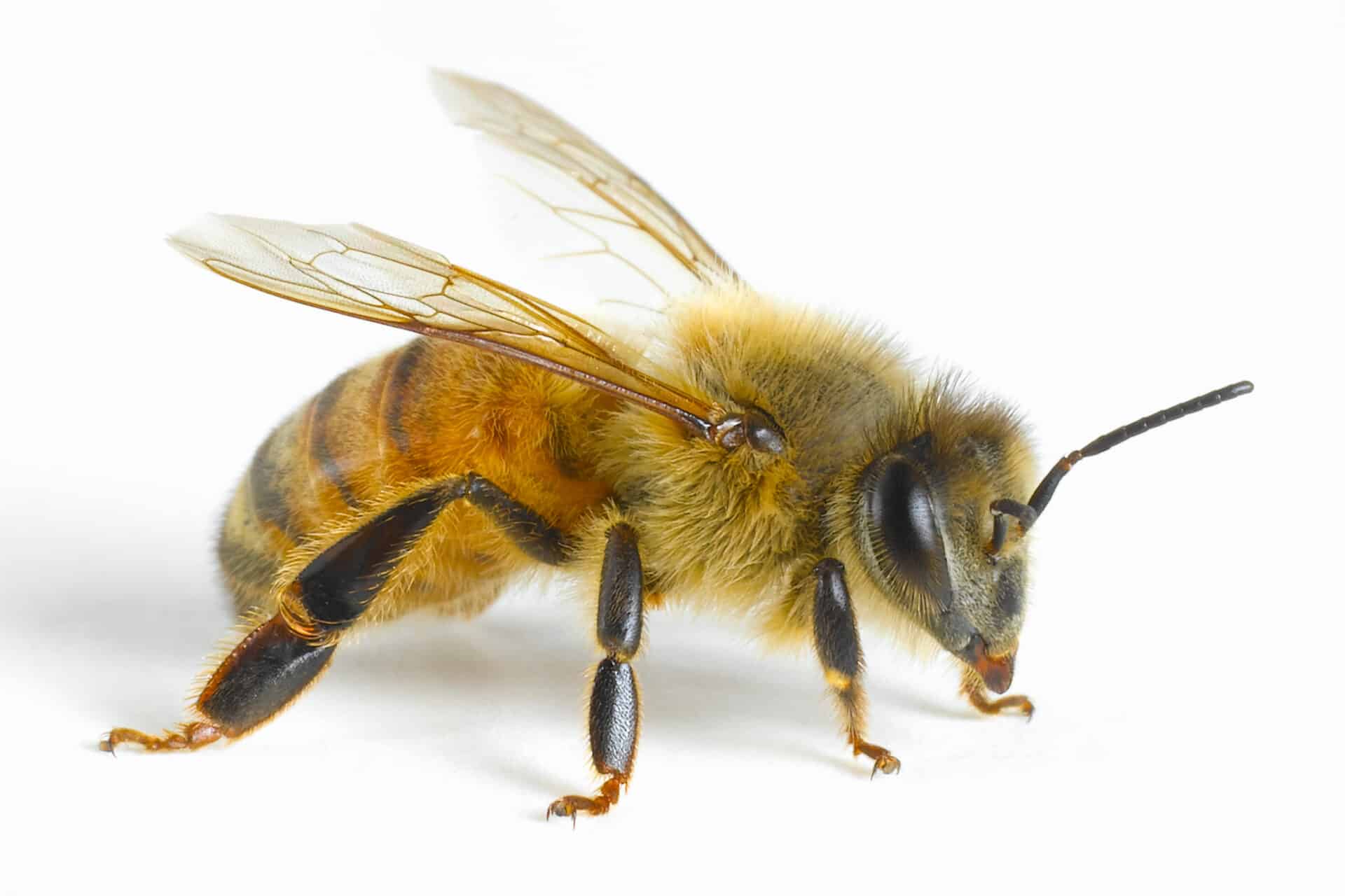 Are Bees Attracted to Breast milk?