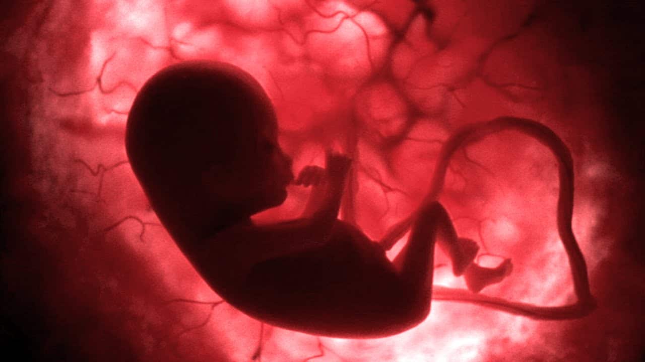 Do Babies Get Hungry In The Womb?