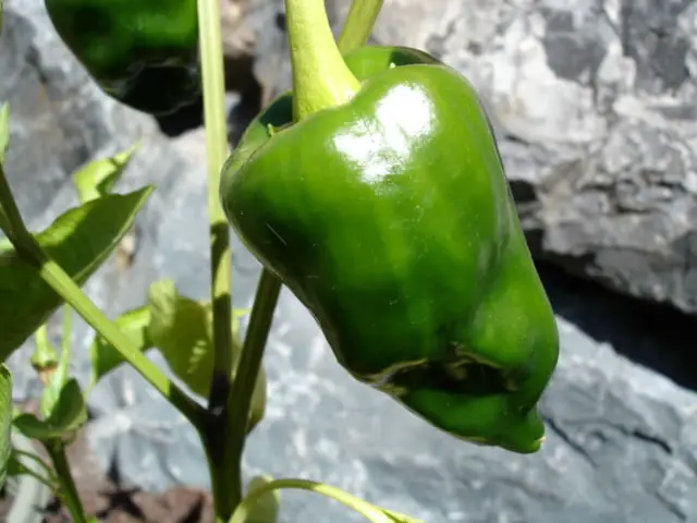 Can You Eat Poblano Peppers Raw?
