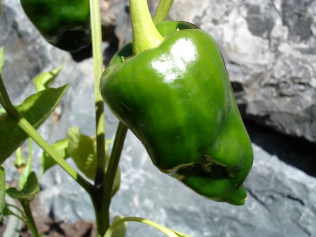 Can You Eat Poblano Peppers Raw?