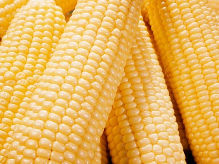 Can You Eat Corn on the Cob With Braces?